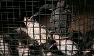 Coronavirus news live: Kyiv cremations double amid rise in Covid deaths, New Zealand vaccine mandate kicks in for front-line workers 5 Newborn green turtles climb up the walls of a protective cage moments after hatching in Guereo, Senegal.