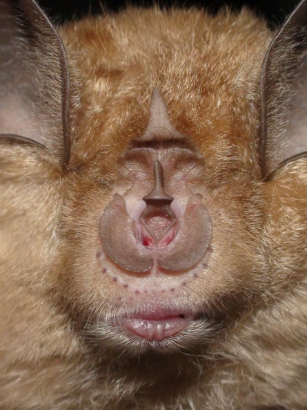 Close-up of a greater horseshoe bat’s face