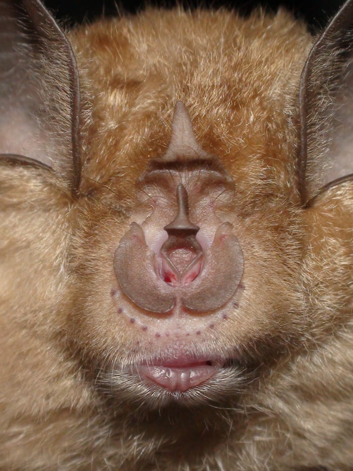 Greater Horseshoe Bats Living In Kent After Absence Of 115 Years