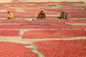 Three boys sit amid pomegranate seeds left out to dry