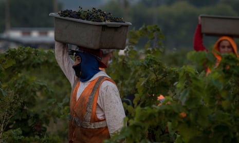 Workers at a vineyard in Sonoma county, California.