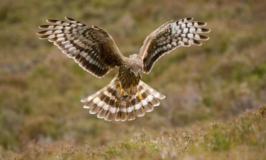 Are gamekeepers doing a better job than the RSPB at protecting UK hen harriers? 