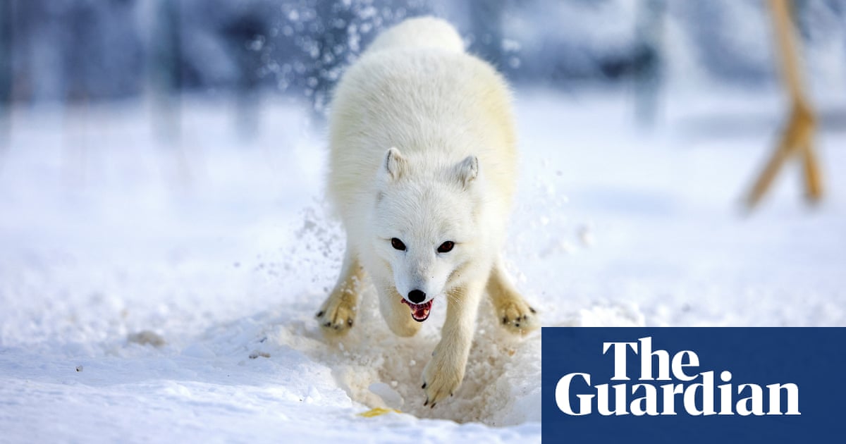 Study of more than 600 animal and plant species finds genetic diversity has declined globally | Environment Study of more than 600 animal and plant species finds genetic diversity has declined globally | Environment