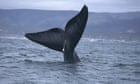 The blowhole section: if whales make jazz, what about the rest of the animal kingdom?