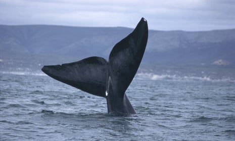 A right whale’s tail fins.