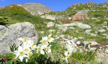 In summer, the mountainsides are covered in wildflowers.