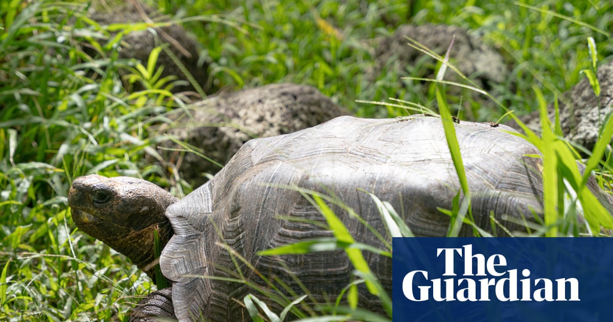 Floreana giant tortoise reintroduced to Galápagos island after almost 200 years