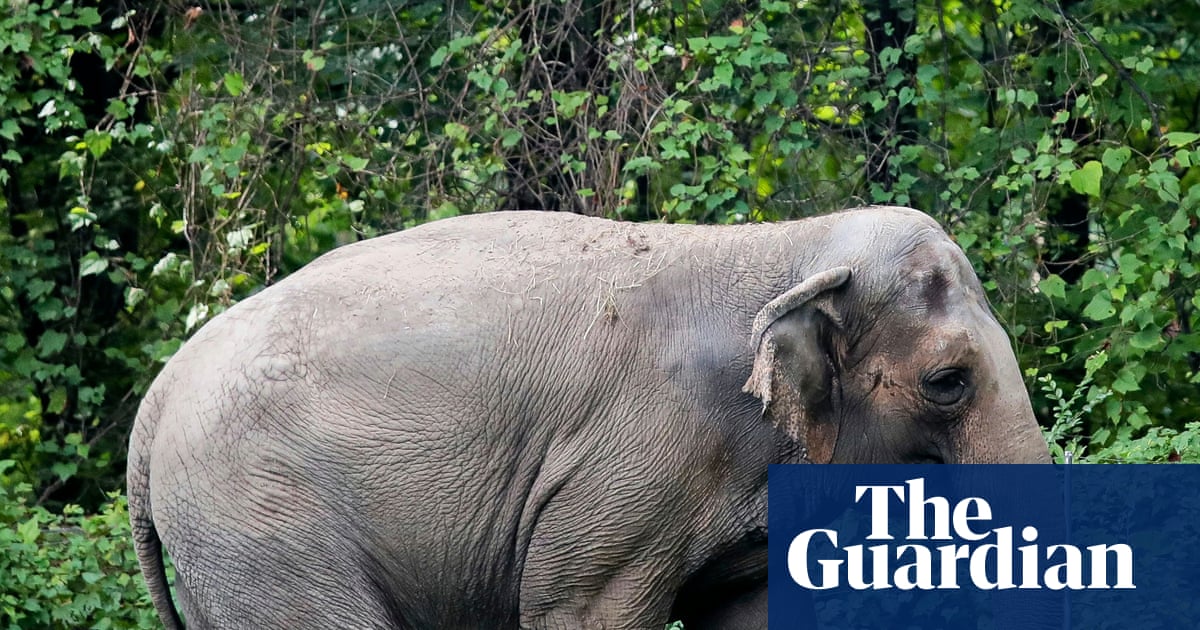 Happy the Elephant's Euthanasia Raises Questions About Animal Rights Activism and Responsible Stewardship