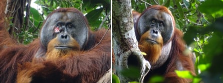 Composite photos of orangutan with a gash on his right cheek and after wound had healed