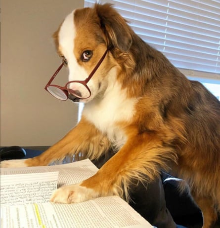 Dogs Working From Home During Coronavirus Crisis There S An