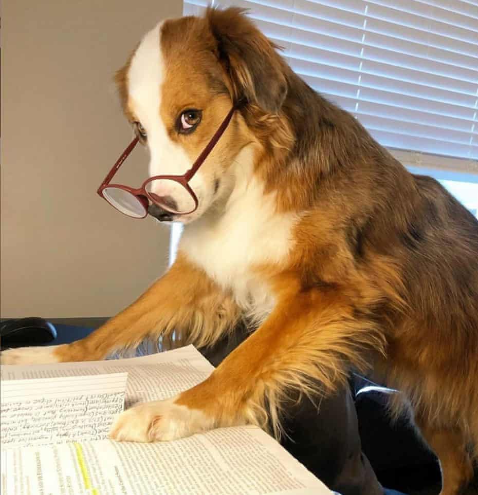 Max, a mini Australian shepherd, works from home with glasses on his nose during the coronavirus crisis. Image via @thecuriousmaxx and @dogsworkingfromhome