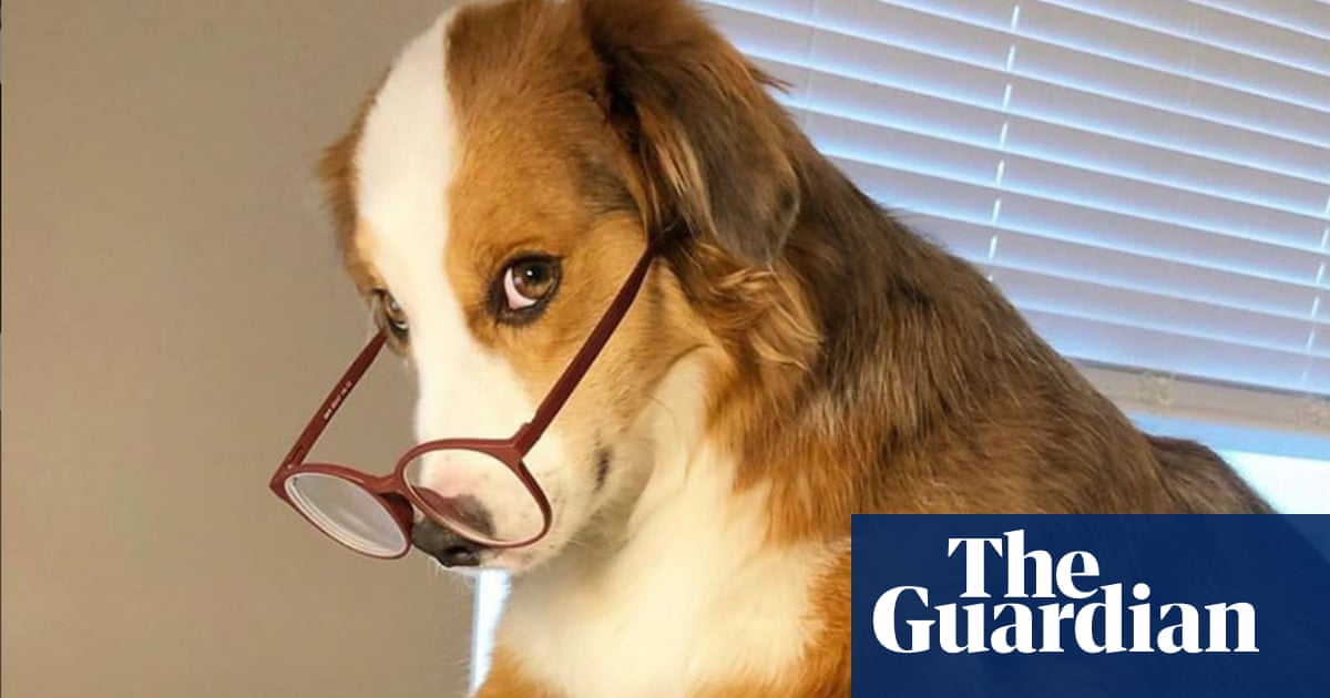 Dogs working from home during coronavirus crisis? There's an Instagram account for that