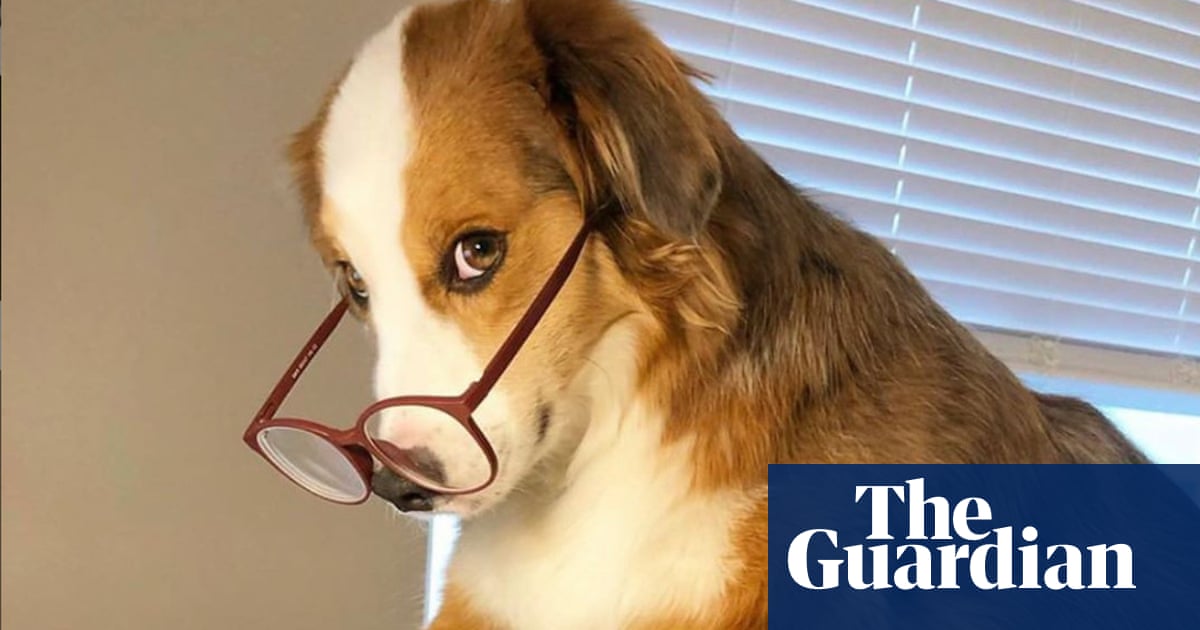 Dogs Working From Home During Coronavirus Crisis There S An
