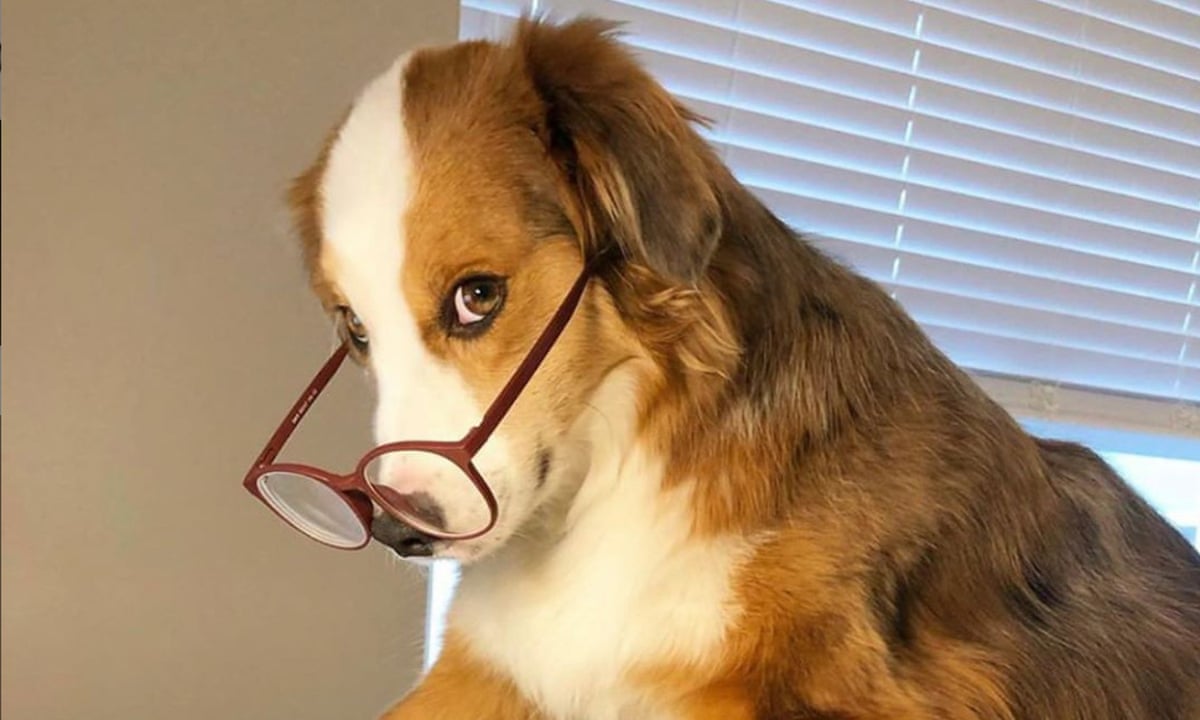 20 Best Dog Memes Funny Dog Jokes And Dog Pictures