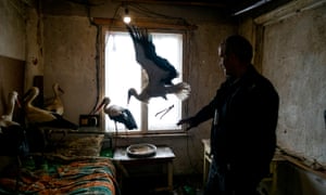Safet Halil stands next to the five storks he saved in the village of Zaritsa, Bulgaria