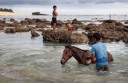 A man washes his Sumba pony in the sea, while children play and look for seafood on the reef at low tide, Sumba, Indonesia