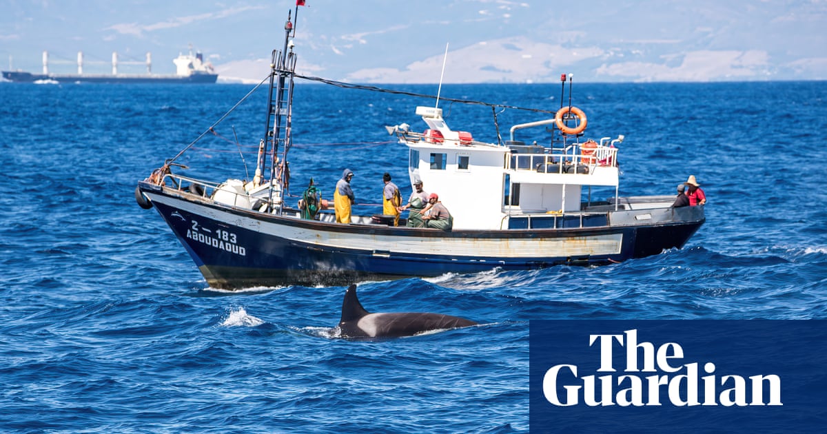 Orca rams into yacht off Shetland in first such incident in northern waters