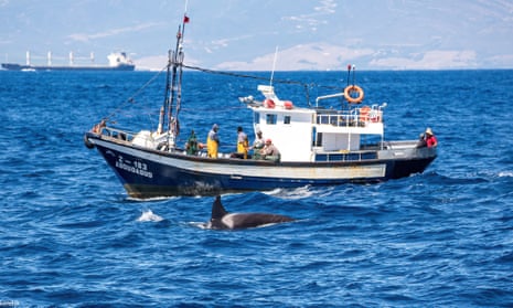 Orca next to boat in strait of Gibraltar