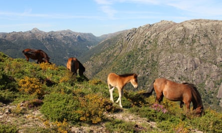 Wild ponies in Serra da Peneda