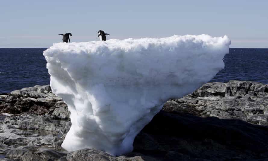 Two Adelie penguins at Cape Denison, Antarctica