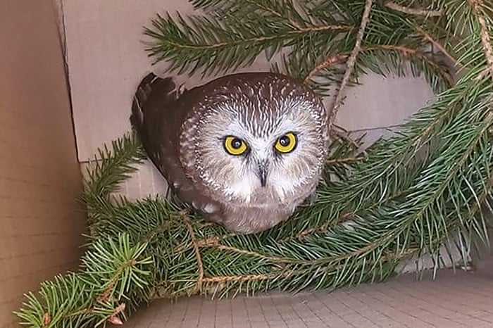 Owl I Want For Christmas Tiny Bird Found In Rockefeller Center Tree Us News The Guardian Rocky The Owl Christmas Ornament