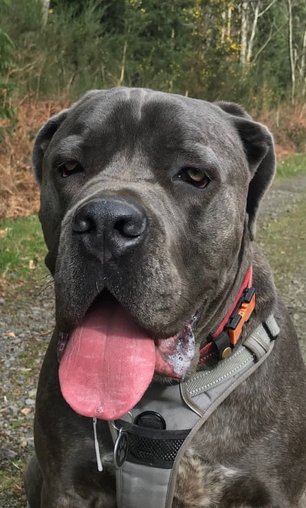 Paul’s dog, Benny.