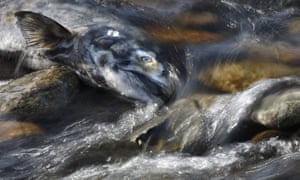 A dead chinook salmon in Adams River in British Columbia