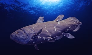 Coelacanth.