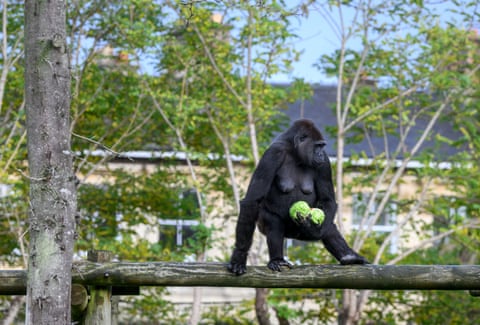 A gorilla in a tree holding two lettuces