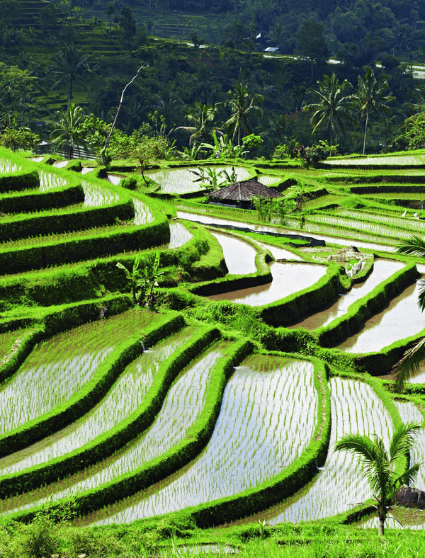 Eski Onarımlar, Krizin Yıktığı Dünyamızı Kurtarabilir Mi ? 5 Su tapınağı yöntemi ... Bali'deki dik volkanik tepelerde subak pirinç terasları.