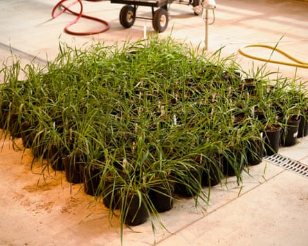 A square grid of plant pots holding long grassy leaves on an institutional floor