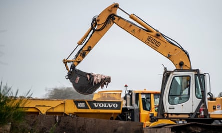 Dead mink are disposed of on army land near Holstebro, Denmark. About 10m mink have been culled in the country this month.