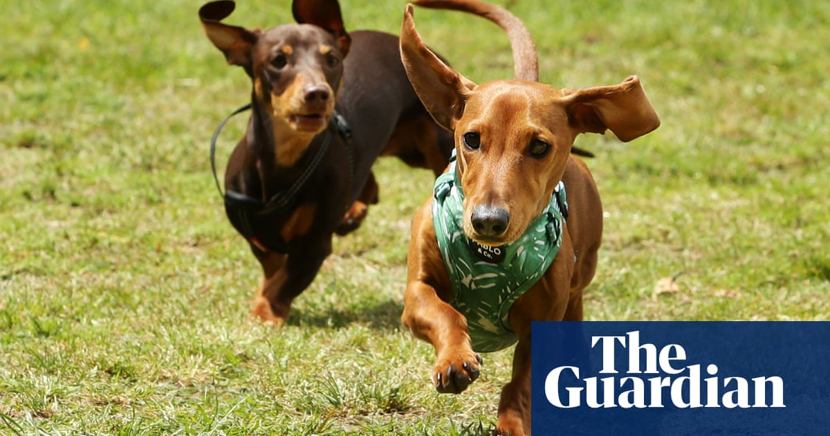 Dachshunds, kangaroos and a tortoise on the loose  take the Thursday quiz