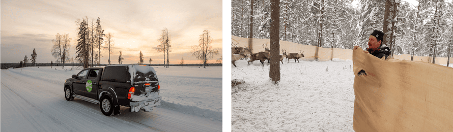 Reindeer at a corral on the outskirts of Luleå