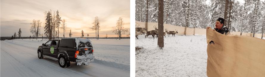 Reindeer at a corral on the outskirts of Luleå 