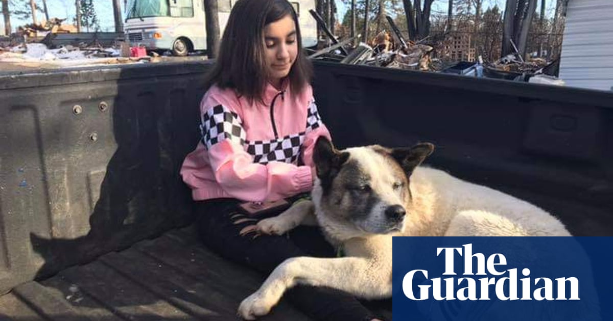 'He's a survivor': dog reunited with family months after they fled wildfires