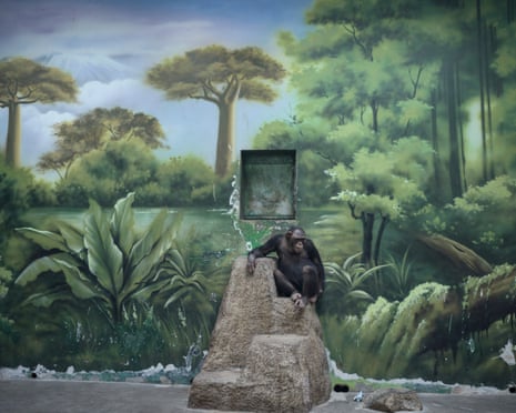 Chimpanzee. Shanghai Wild Animal Park, in front of a painted mural to represent its natural habitat in the forests of central Africa.