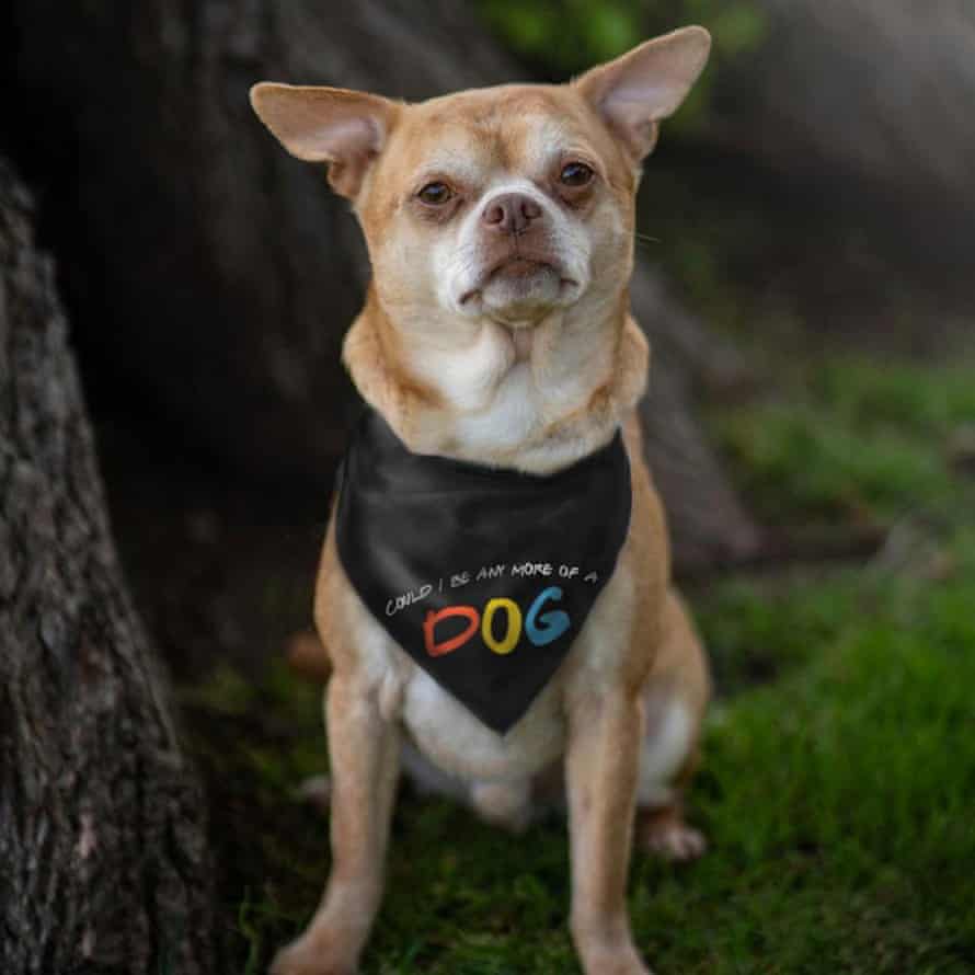 The dog bandana from the Matthew Perry store.