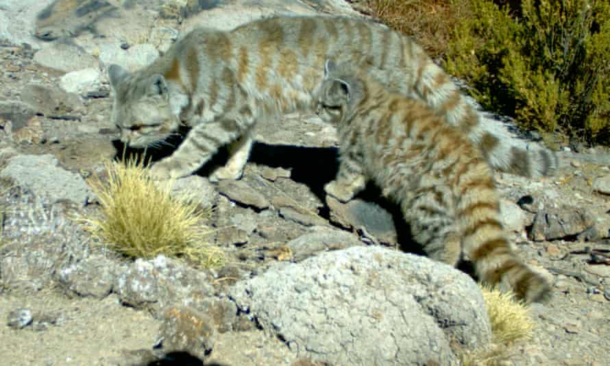 A pair of Andean mountain cats amid rocky terrain