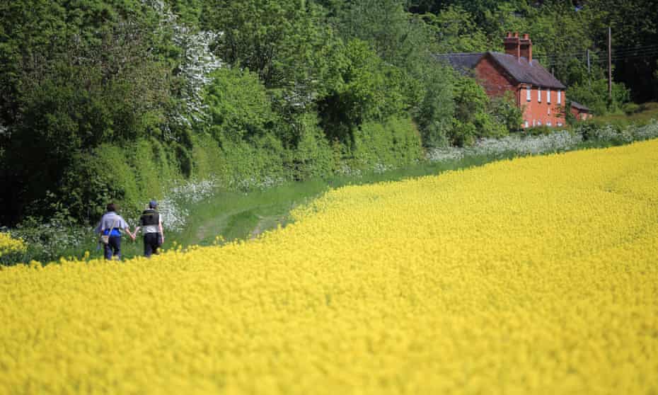 A field of rapeseed in bloom in England.