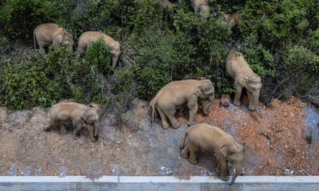 In this aerial photo released by China’s Xinhua News Agency, a herd of wild Asian elephants stands in E’shan county in southwestern China’s Yunnan Province, Friday, May 28, 2021. According to Chinese state media, nearby residents were evacuated as a precaution on Friday as the herd of 15 elephants have caused over 400 incidents and more than $1 million in damage since wandering out of a nature reserve area in mid-April. (Hu Chao/Xinhua via AP)