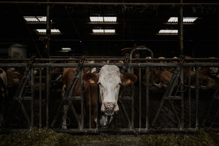 A cow poking its head through bars on a farm.