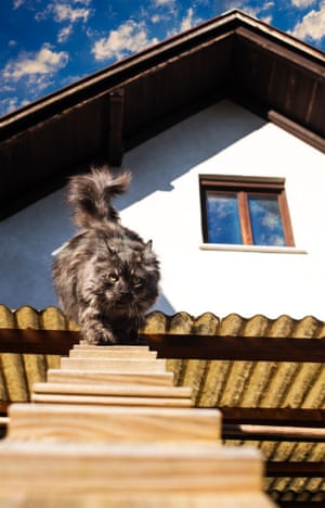 Cat Ladders A Creative Solution For Felines In Flats In
