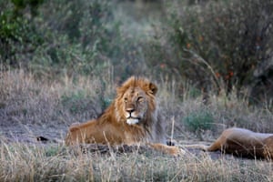 Um leão masculino encontra-se na grama perto de um leão feminino
