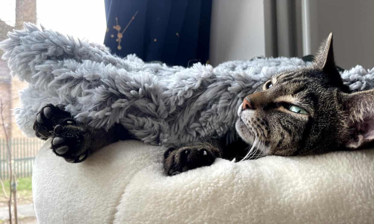 The boss cat