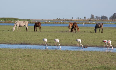 The Doñana national park is home to wild horses and flamingos as well as Iberian lynx