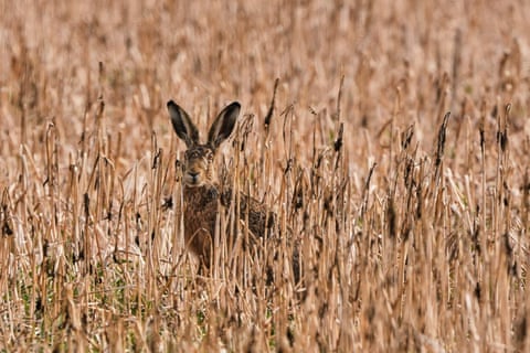 Uma lebre se esconde em um campo nos arredores de Frankfurt, Alemanha.