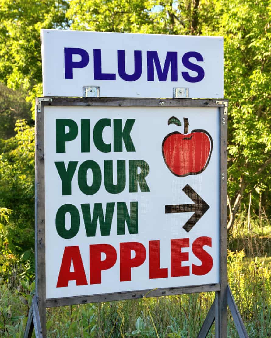 Rustic Pick Your Own Apples and Plums Sign with arrow pointing to right