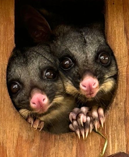 Orphaned brushtail possums peer out of a wooden box