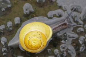 Plain yellow morph of white-lipped snail in the rain, like a freshly sucked lemon drop